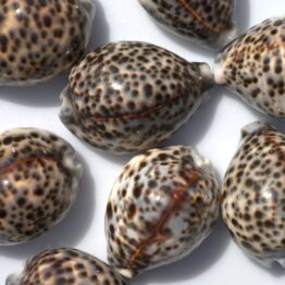 Cypraea tigris | Tiger cowrie