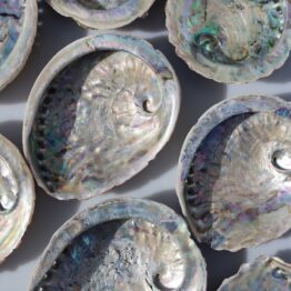 Abalone schelp | 15 - 17 cm