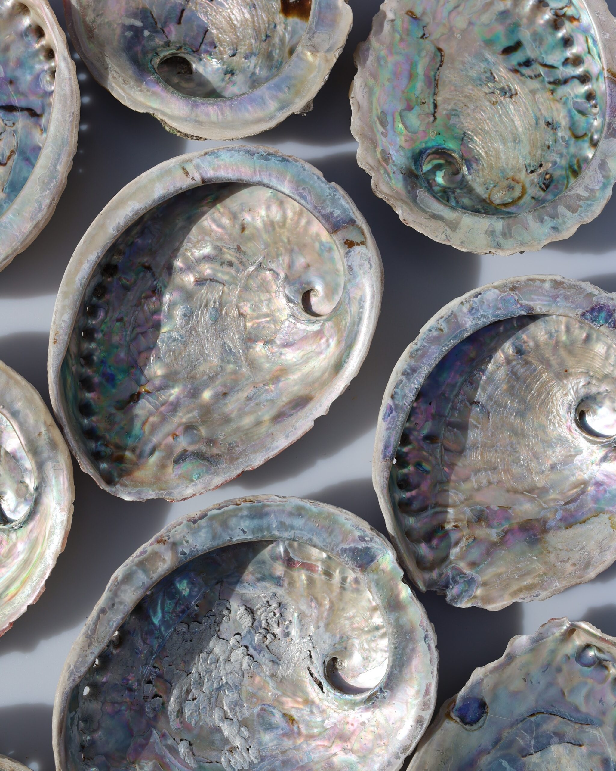Abalone schelp | 15 - 17 cm
