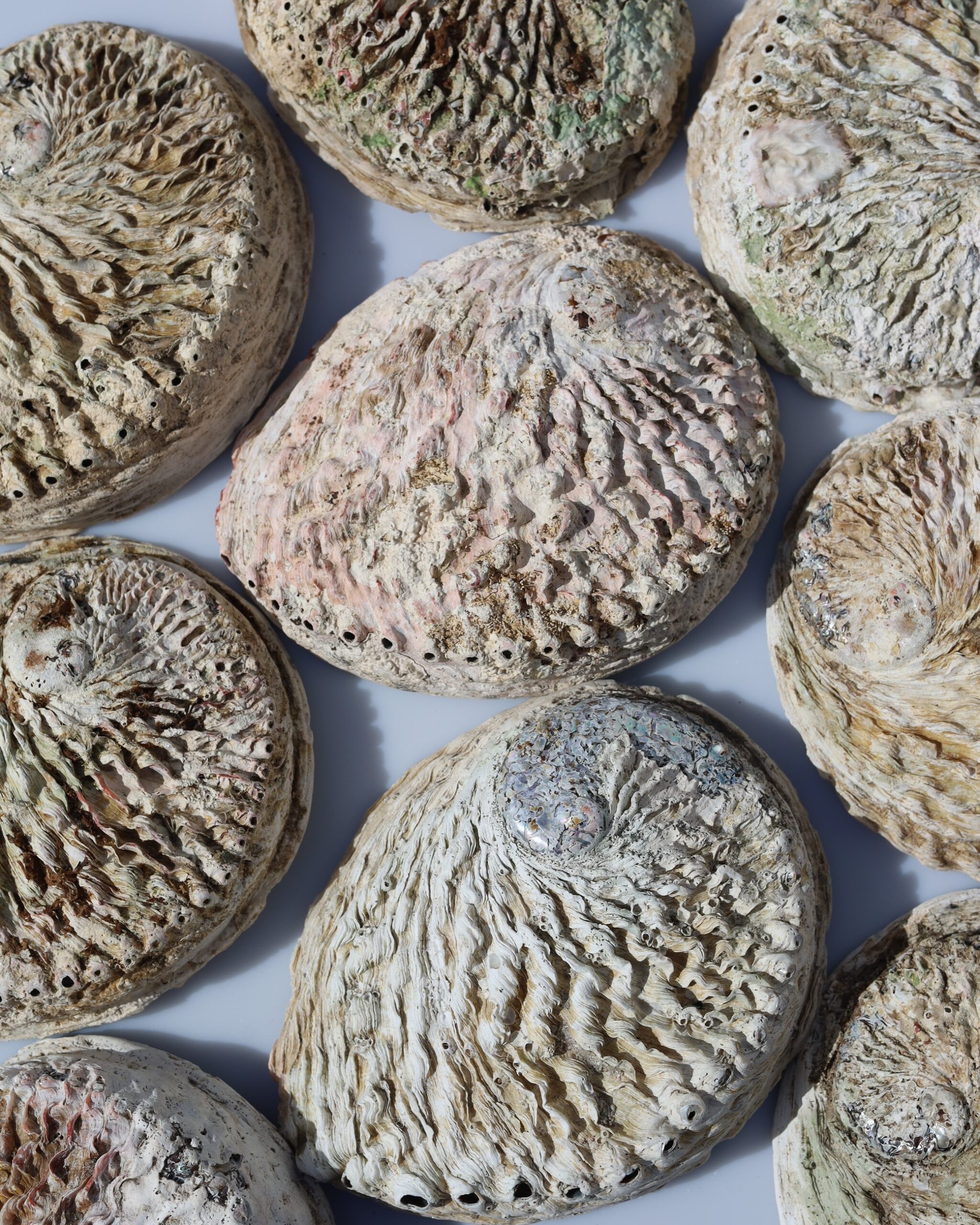 Abalone schelp | 15 - 17 cm - Afbeelding 4