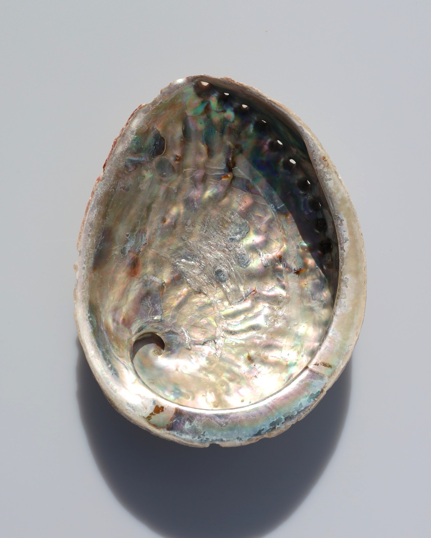 Abalone schelp | 15 - 17 cm - Afbeelding 3