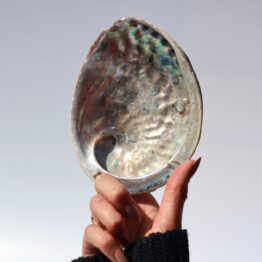 abalone-schelp-groot-1-d