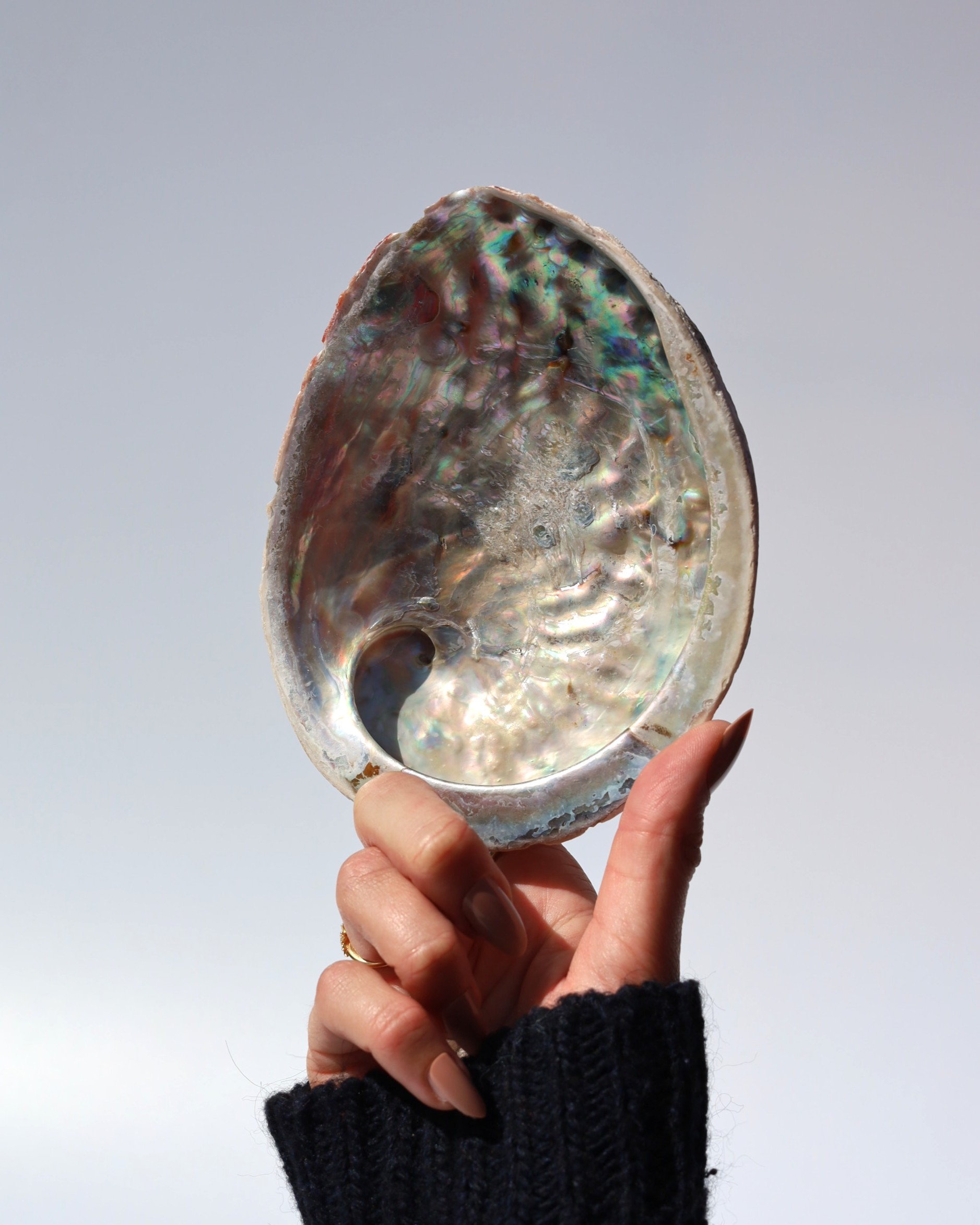 Abalone schelp | 15 - 17 cm - Afbeelding 2