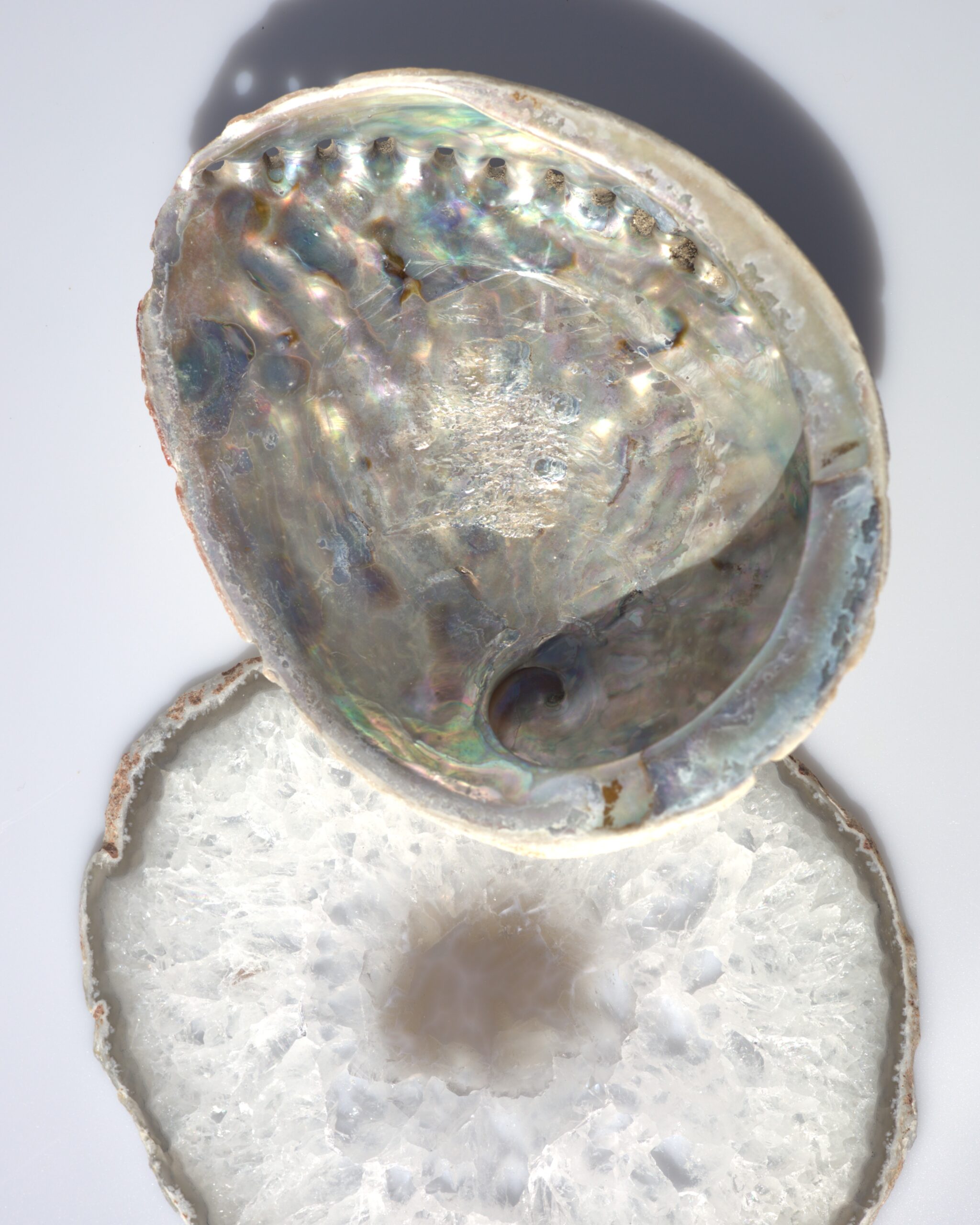 Abalone schelp | 15 - 17 cm - Afbeelding 5
