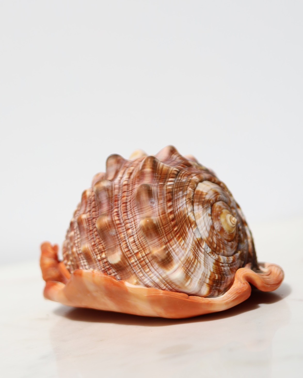 Capaeacassis Rufa | XL - Afbeelding 2