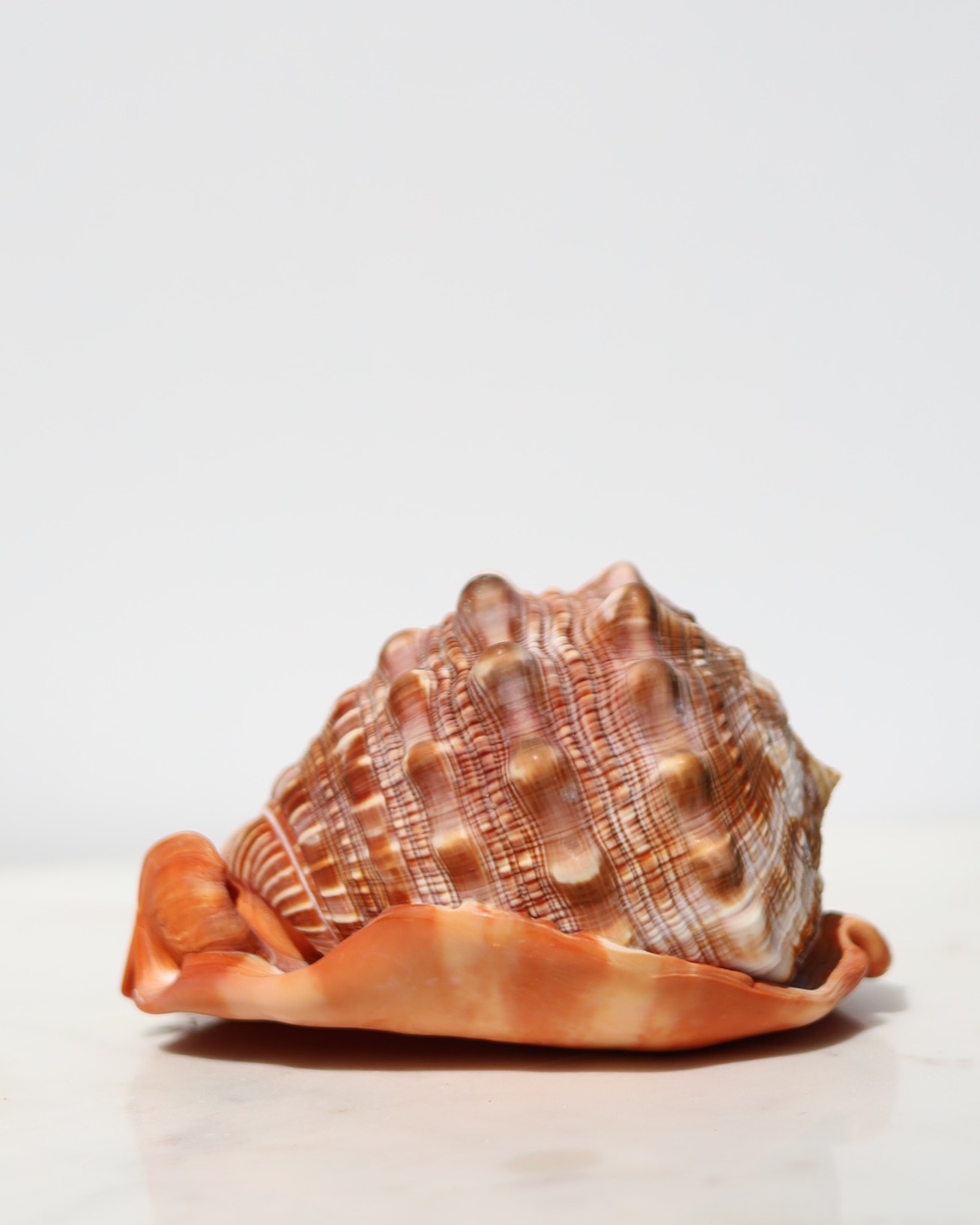 Capaeacassis Rufa | XL - Afbeelding 3
