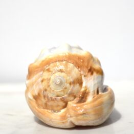 Capraecassis Rufa | L