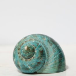 Turbo marmoratus | Naturel