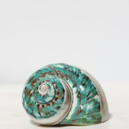 Turbo marmoratus | Half gepolijst