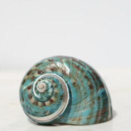 Turbo marmoratus | Half gepolijst